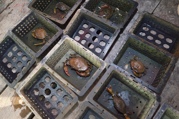 soft-shelled crab fishing - Photo, Image
