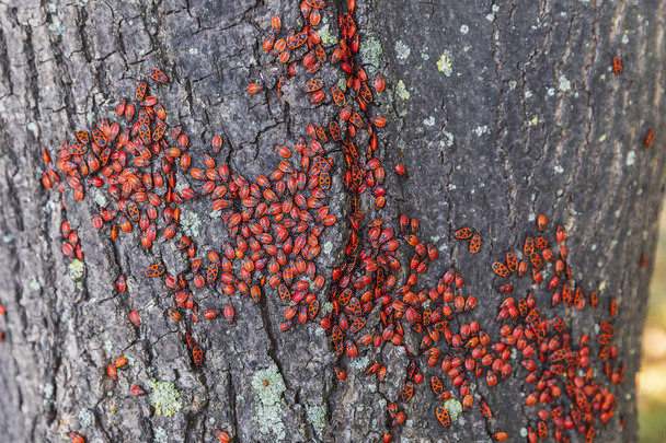 Beetles firefighters on a tree bark - Foto, imagen