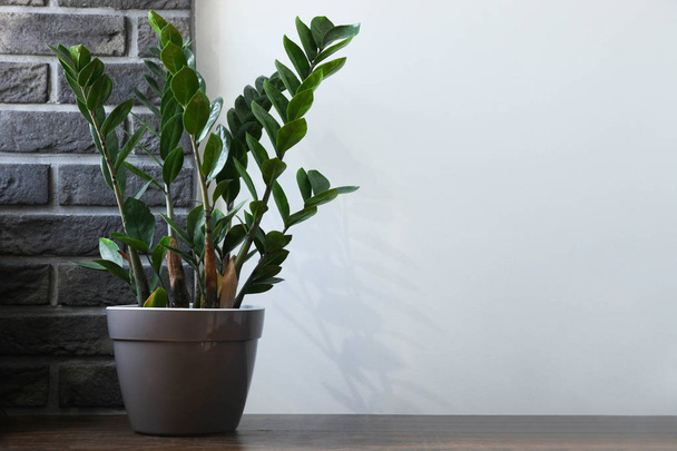 Zamioculcas growing in flower pot - Photo, Image