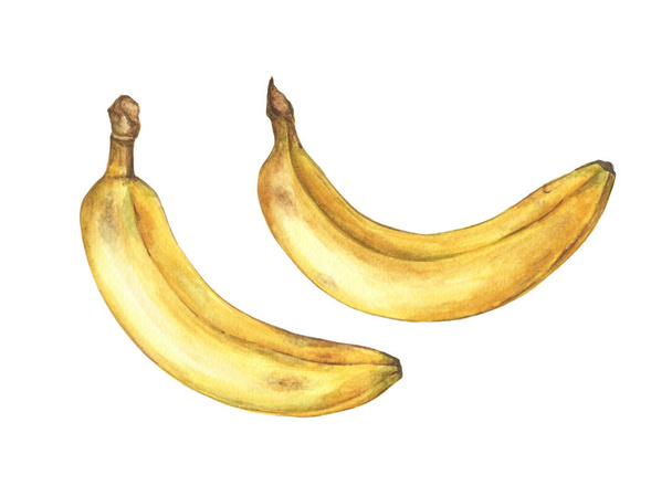 Σύνολο ώριμες μπανάνες απομονωθεί σε λευκό φόντο. Χέρι που ακουαρέλα εικονογράφηση. - Φωτογραφία, εικόνα