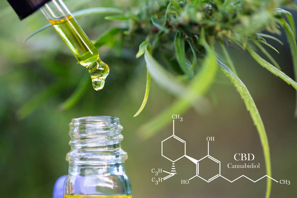 CBD elements in Cannabis,  cannabis oil in a glass jar, Organic  - Photo, Image