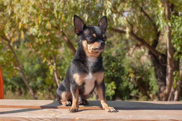 Chihuahua sitzt auf der Bank. Der Hund geht im Park spazieren. schwarz-braun-weiße Farbe des Chihuahua. - Foto, Bild