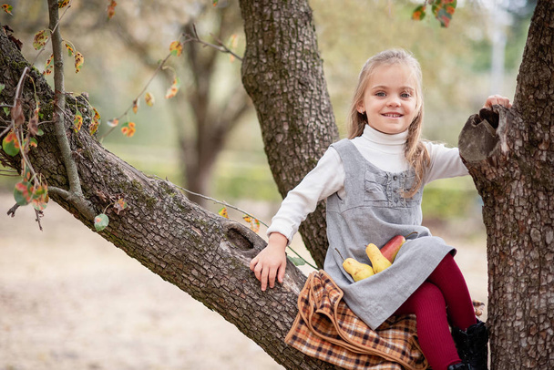 Child picking apples on farm in autumn. Little girl playing in apple tree orchard. Healthy nutrition. - Foto, Imagem