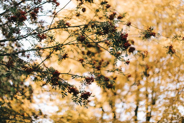 color landscape photography, autumn, trees and nature - Foto, Bild