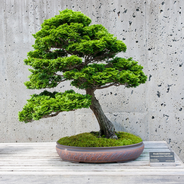ディスプレイ上の bonsai の木 - 写真・画像