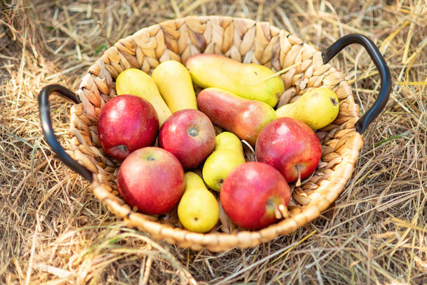 Ωρίμανση κόκκινα μήλα και αχλάδια στο καλάθι στο γρασίδι. - Φωτογραφία, εικόνα