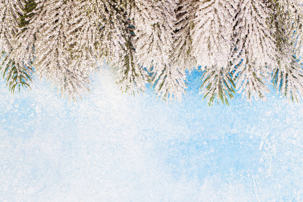 Karácsonyi határon. Zöld havas fenyő ágak kék fagyasztott textúra - Fotó, kép