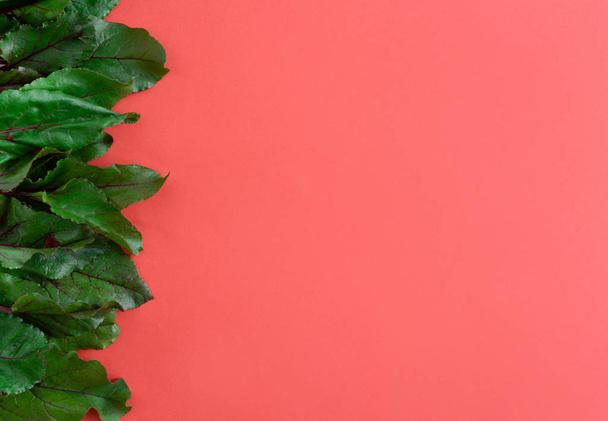 赤い背景の側面のビューに新鮮なビートの葉, 料理の背景 - 写真・画像