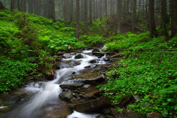 rio na floresta - Foto, Imagem