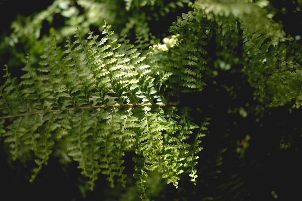 green fern leaves on a dark background. juicy greens. rainforest - Фото, изображение