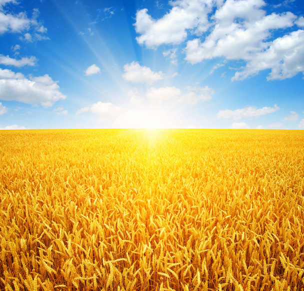 пшеничне поле і сонце
  - Фото, зображення
