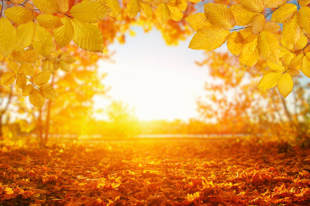  Осенние листья на солнце - Фото, изображение