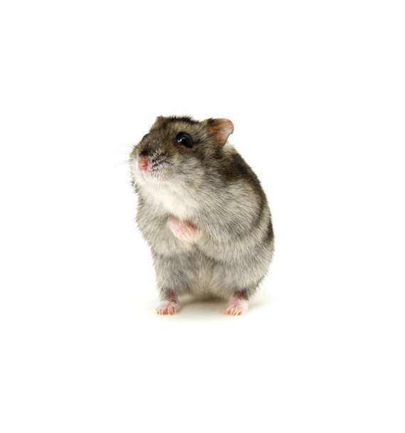 hamster anão em branco
 - Foto, Imagem