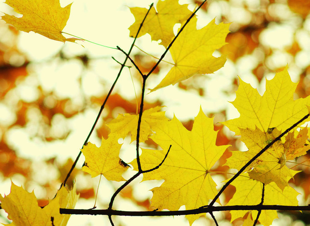  herfst bladeren achtergrond.  - Foto, afbeelding