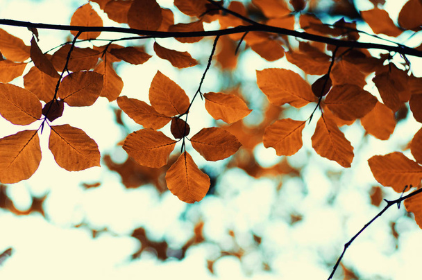  feuilles d'automne fond.  - Photo, image