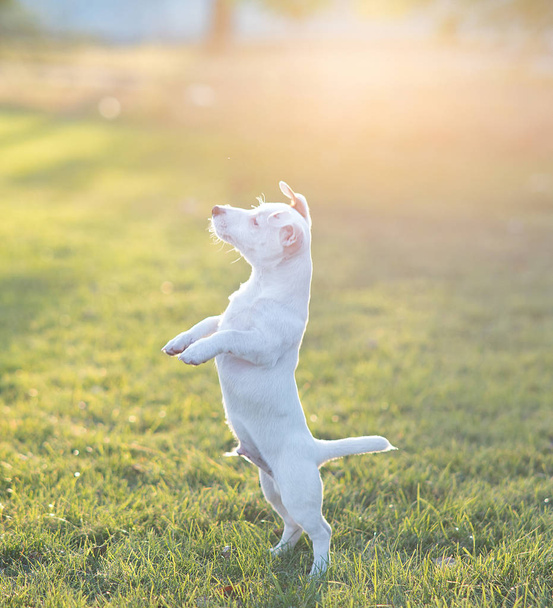 Jack Russell puppy plays on the lawn. - Fotó, kép