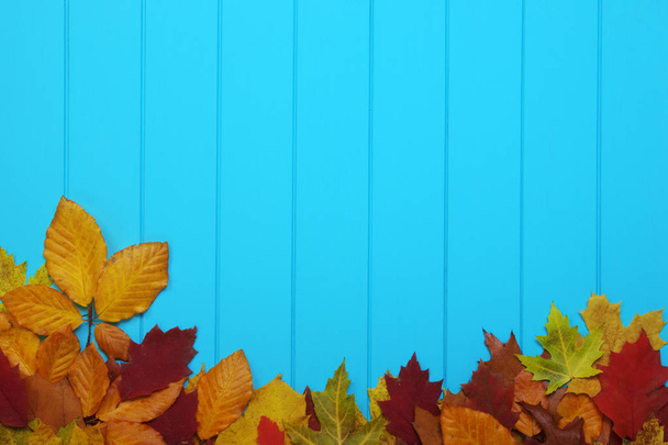  秋の紅葉を背景に - 写真・画像