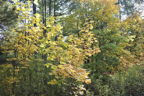 Podzimní listy kanadských javorových stromů v pozadí. Indické léto. - Fotografie, Obrázek