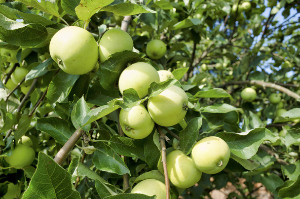 Manzanas en las ramas. Manzano en la temporada de verano
 - Foto, Imagen