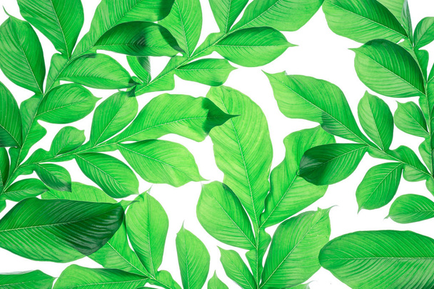 サーフェス上の緑色の葉のパターン。クリエイティブなトロピカルグリーン休暇 - 写真・画像