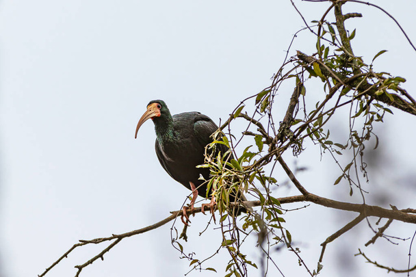 Un ibis descansando sobre un árbol sin hojas
 - Foto, imagen