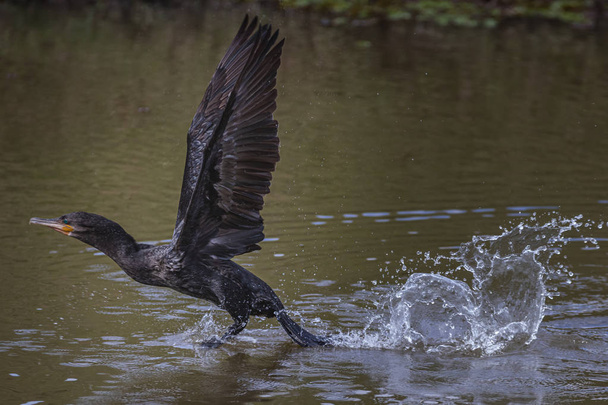 Um corvo-marinho a descolar e a espirrar água
 - Foto, Imagem