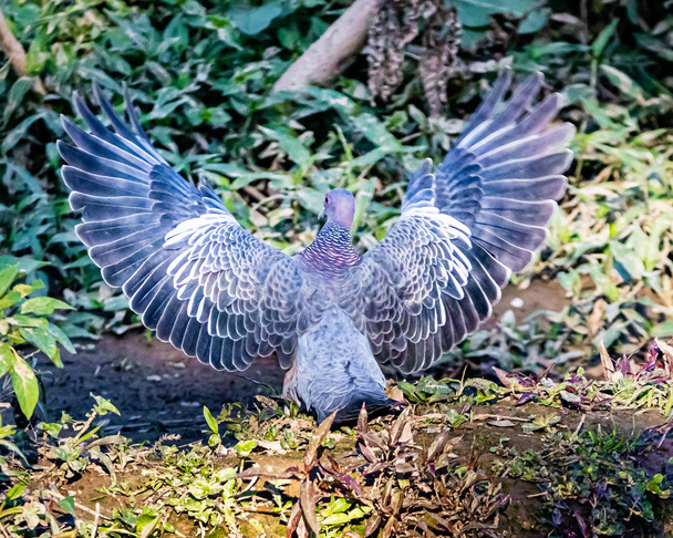 Um pombo a pousar no chão
 - Foto, Imagem