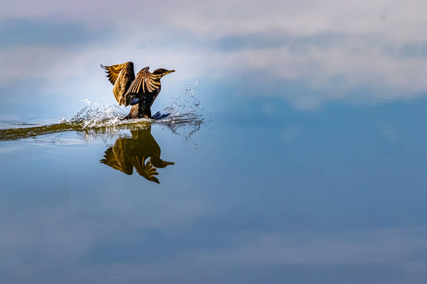 Un cormorán aterrizando sobre las nubes
 - Foto, imagen