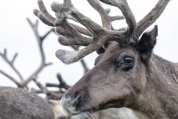 Il Cairngorm Reindeer Herd è una mandria di renne rampicante
  - Foto, immagini