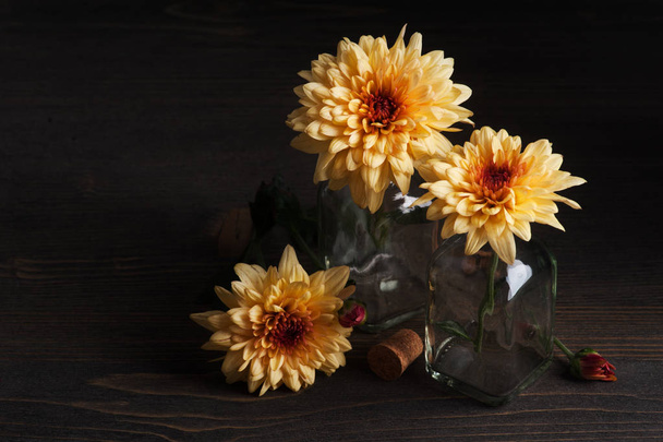 Yellow chrysanthemum in sun light  - 写真・画像