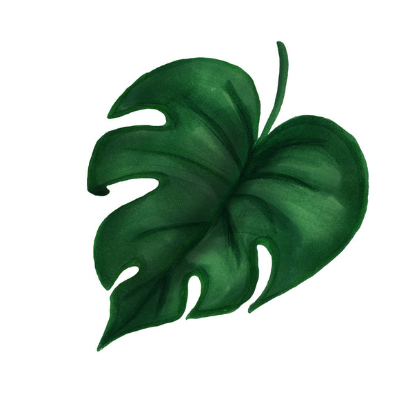 Ręcznie rysowane Ciemny zielony liść Filodendron dżungli na białym tle. - Zdjęcie, obraz