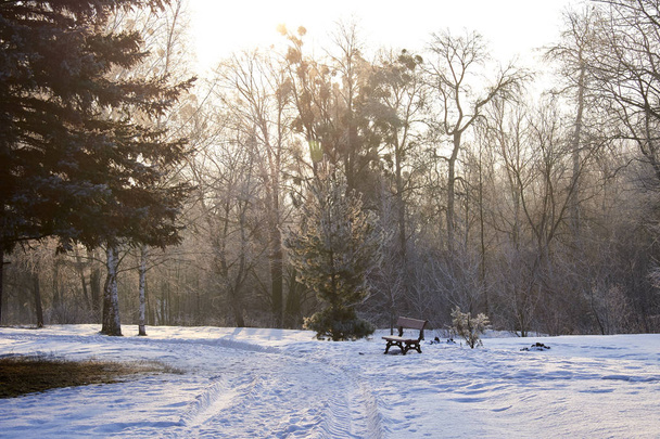 empty bench and snow-covered trees in winter forest - Foto, imagen