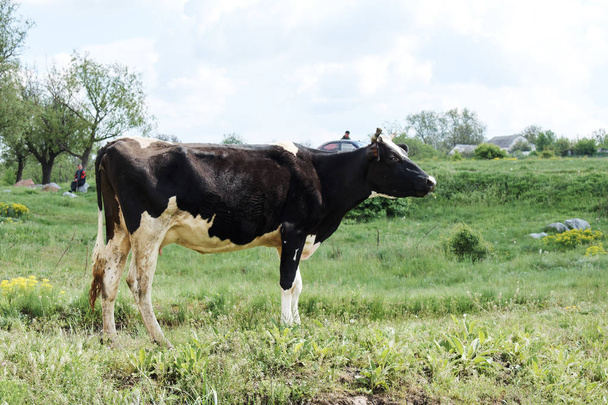 side view of cow grazing on green summer pasture. - Fotografie, Obrázek