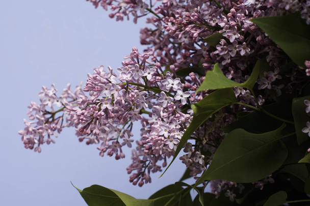 Tender lilac flowers on blue background - Φωτογραφία, εικόνα