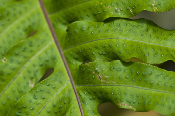 Macro of a leaf - Foto, Imagem