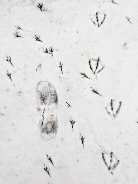 Footprints in snow of duck, blackbird and persons boot. - Photo, Image
