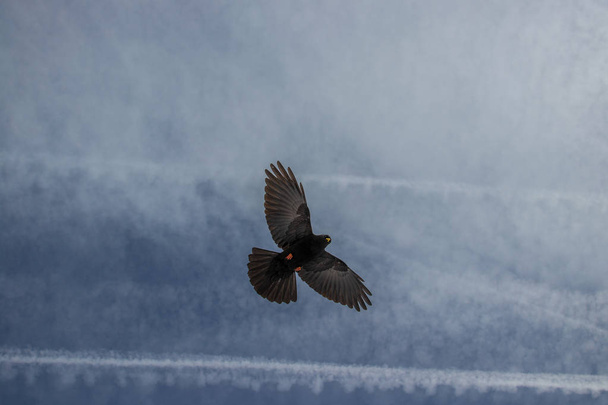 Alpine chough flying above - Photo, Image
