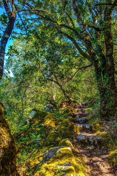 old path through broad-leaved phyllire trees in Portugal - Foto, immagini