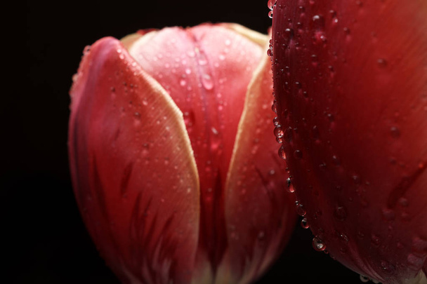 red beautiful tulips with dew drops on dark background, celebration concept   - Foto, Bild