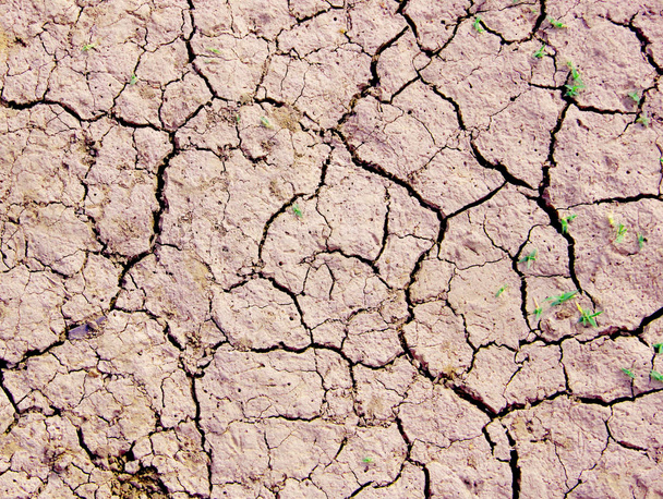 Scheuren in droge grond tijdens droogte. - Foto, afbeelding