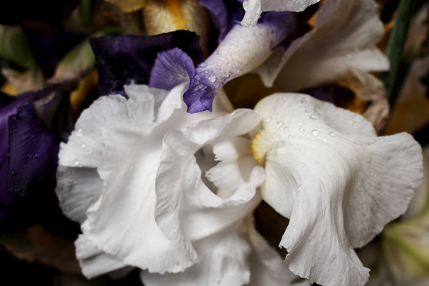 Bouquet of iris flowers, closeup view.  - Фото, изображение