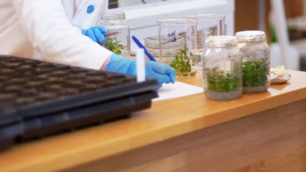 Biotechnologia i inżynieria genetyczna-próbki roślin w probówkach znajdują się na stole - Materiał filmowy, wideo
