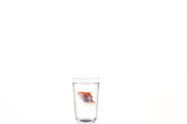 Goldfisch schwimmt im Glaswasser und auf einem weißen - Foto, Bild