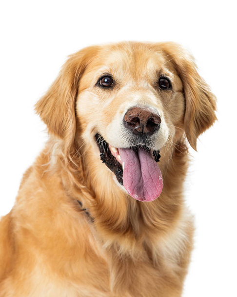 Primer plano feliz Golden Retriever perro boca abierta
 - Foto, imagen