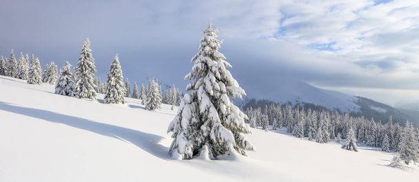 Winter landscape. Spectacular panorama is opened on mountains, trees covered with white snow, lawn and blue sky with clouds. - Zdjęcie, obraz