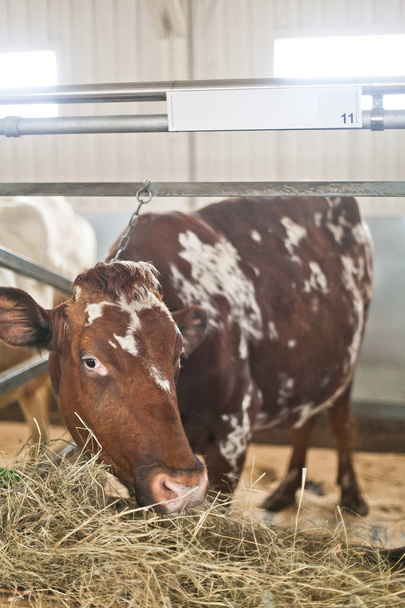 Egy tehén eszik széna-ban egy szarvasmarha toll - Fotó, kép