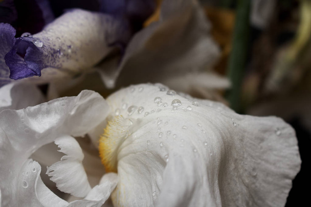 Bouquet of iris flowers on black background, close up view. - Fotografie, Obrázek