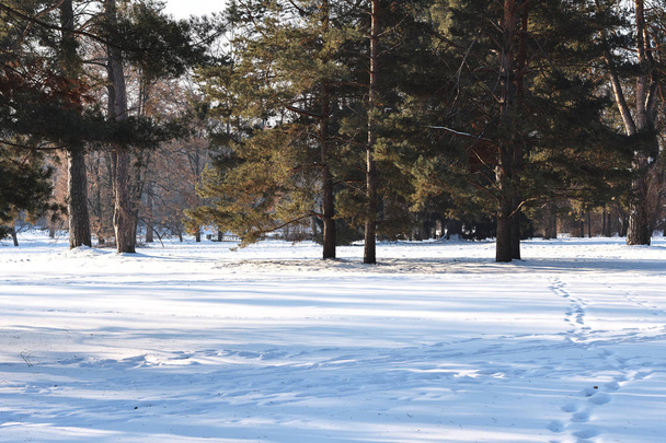 Landscape of snowy winter forest - Foto, imagen