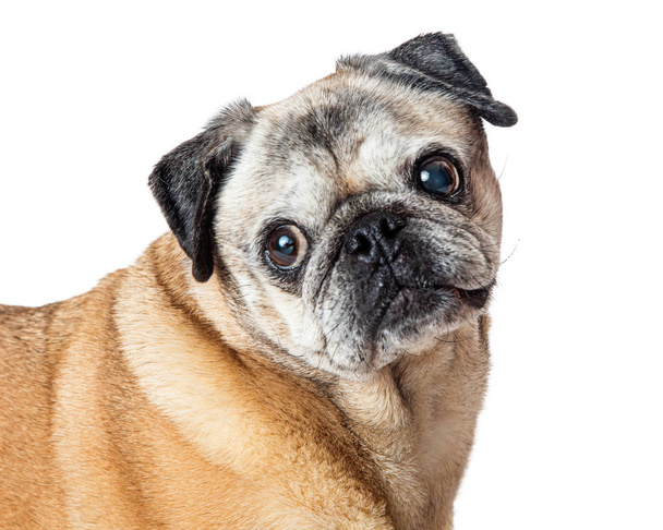 Zbliżenie portret słodki Pug purebred pies - Zdjęcie, obraz