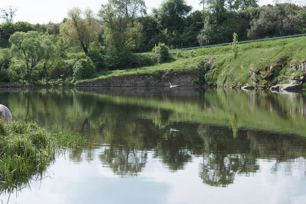 Landscape of reflective lake in green park - Фото, изображение